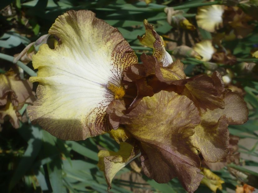 P1430939 - GRADINA 2020