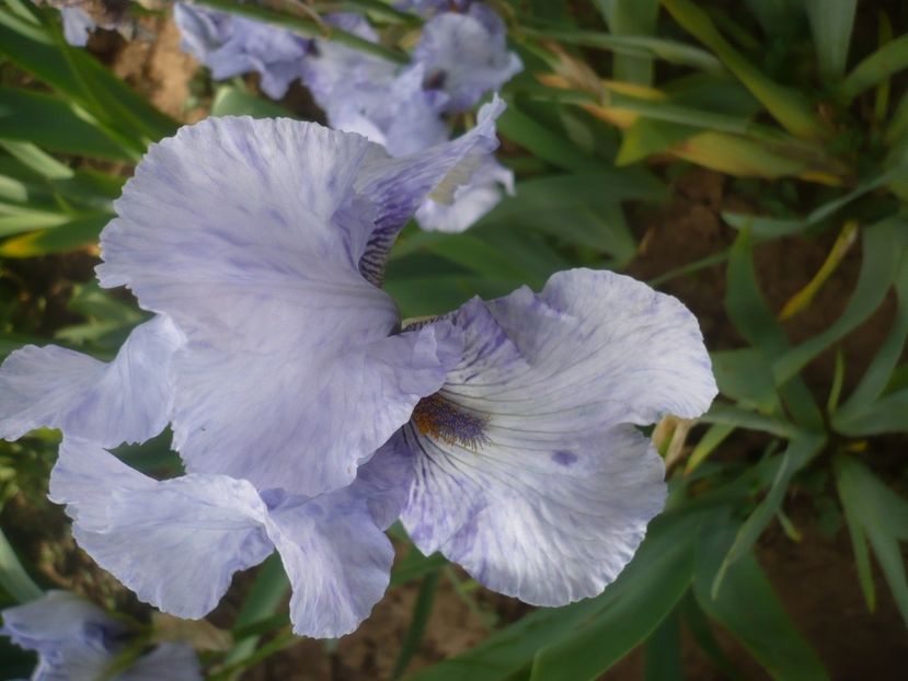 P1430940 - GRADINA 2020