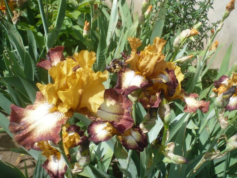 P1430942 - GRADINA 2020