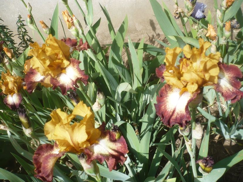 P1430943 - GRADINA 2020