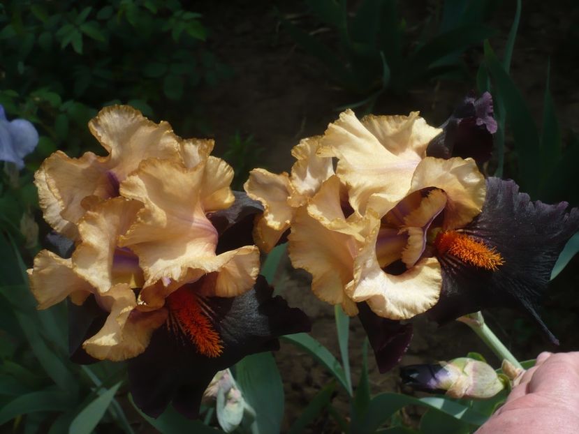 P1430944 - GRADINA 2020