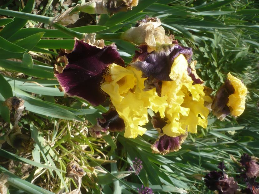 P1430946 - GRADINA 2020