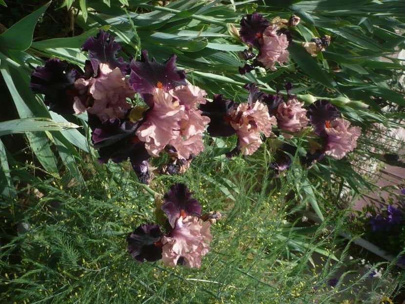 P1430949 - GRADINA 2020