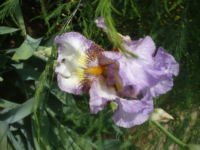 P1430950 - GRADINA 2020