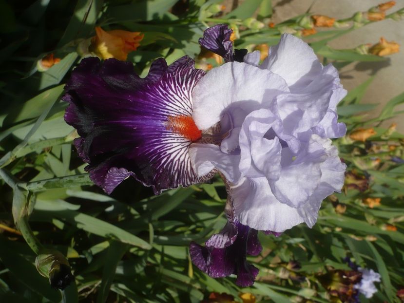 P1430951 - GRADINA 2020