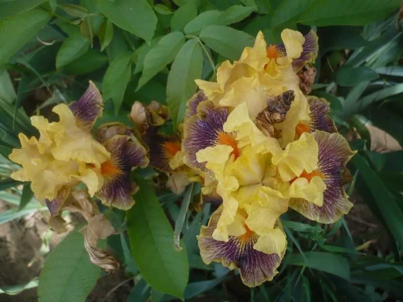 P1430952 - GRADINA 2020