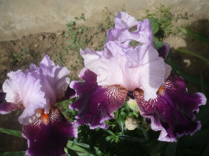 P1430953 - GRADINA 2020