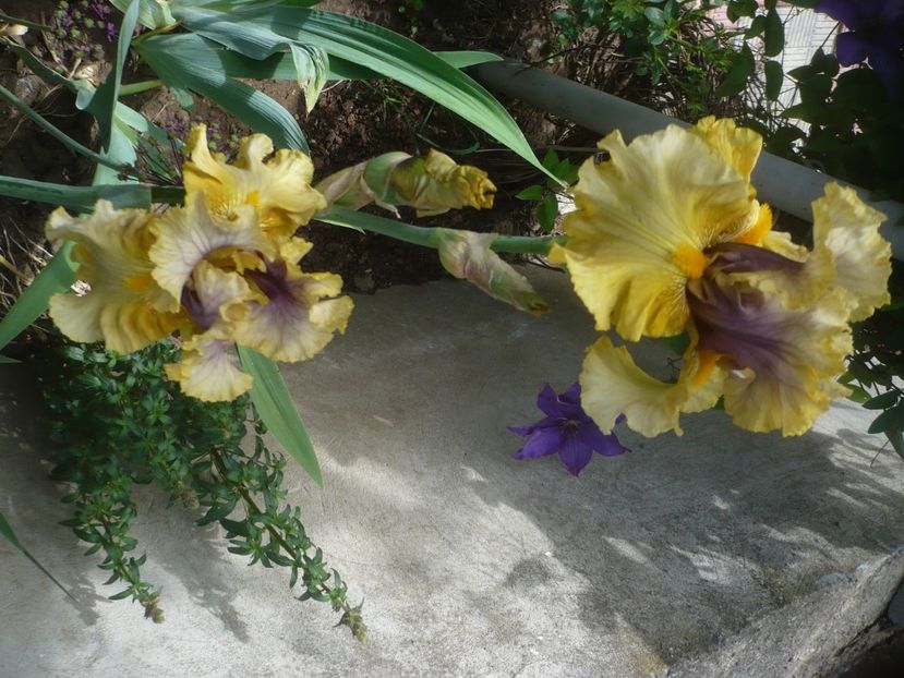 P1430955 - GRADINA 2020