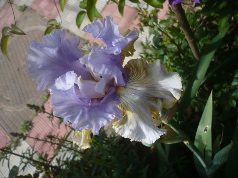 P1430956 - GRADINA 2020