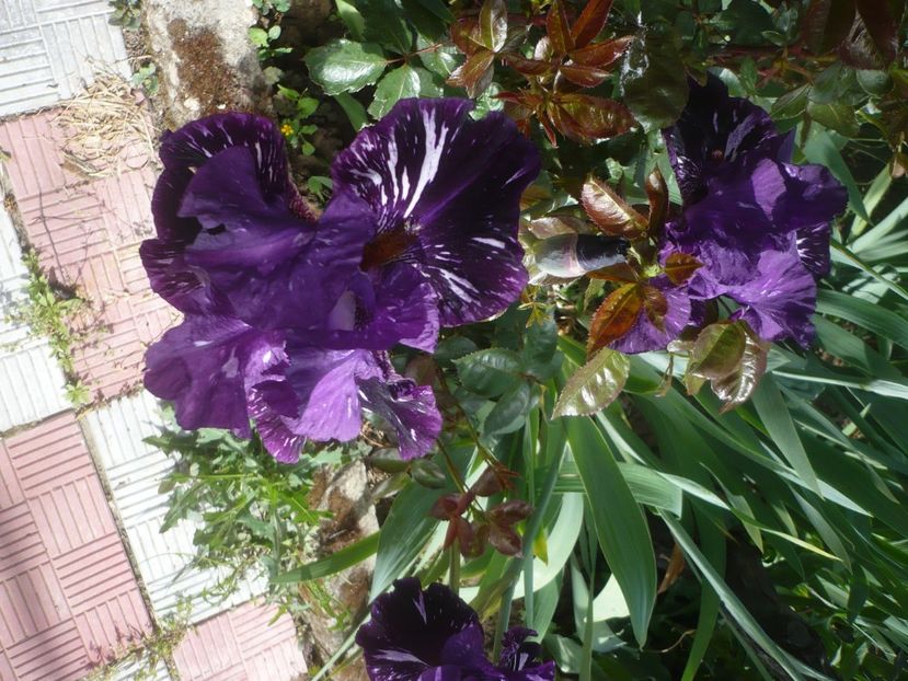 P1430957 - GRADINA 2020