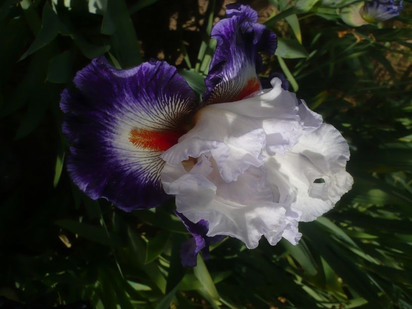 P1430959 - GRADINA 2020