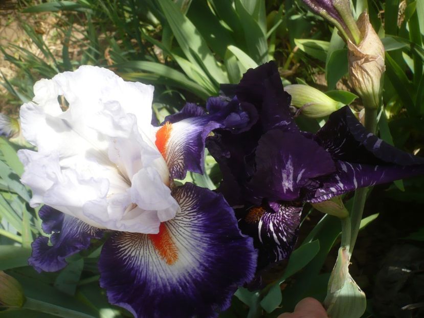 P1430960 - GRADINA 2020