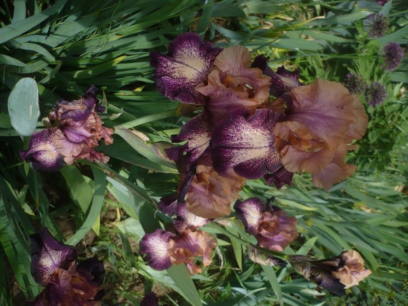 P1430961 - GRADINA 2020