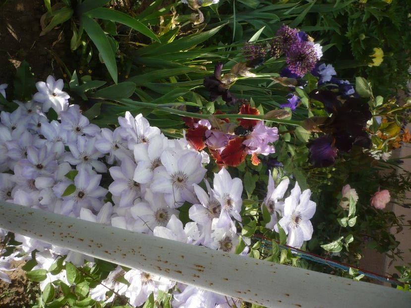 P1430963 - GRADINA 2020