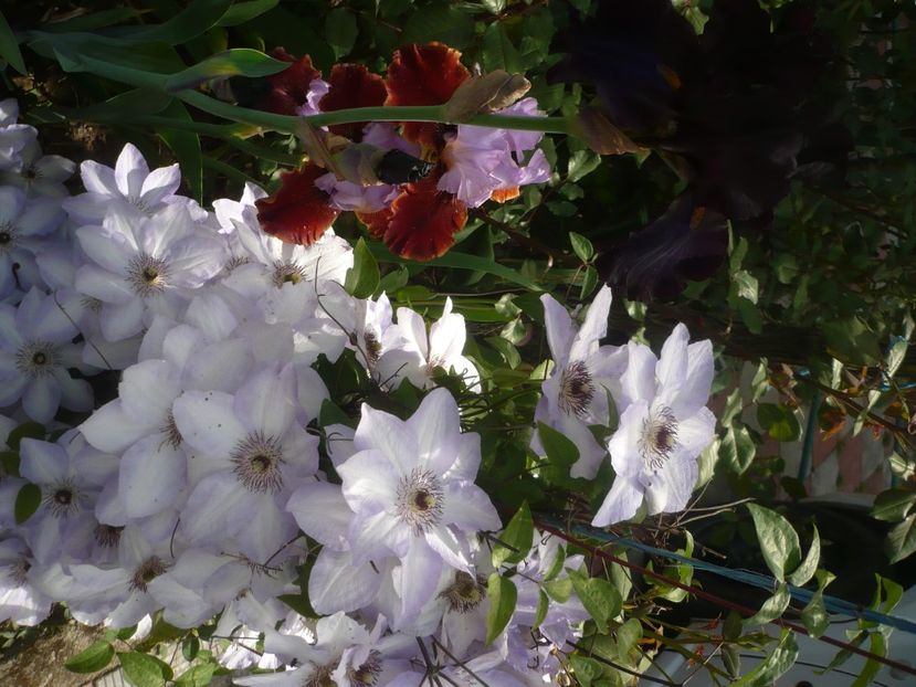 P1430964 - GRADINA 2020