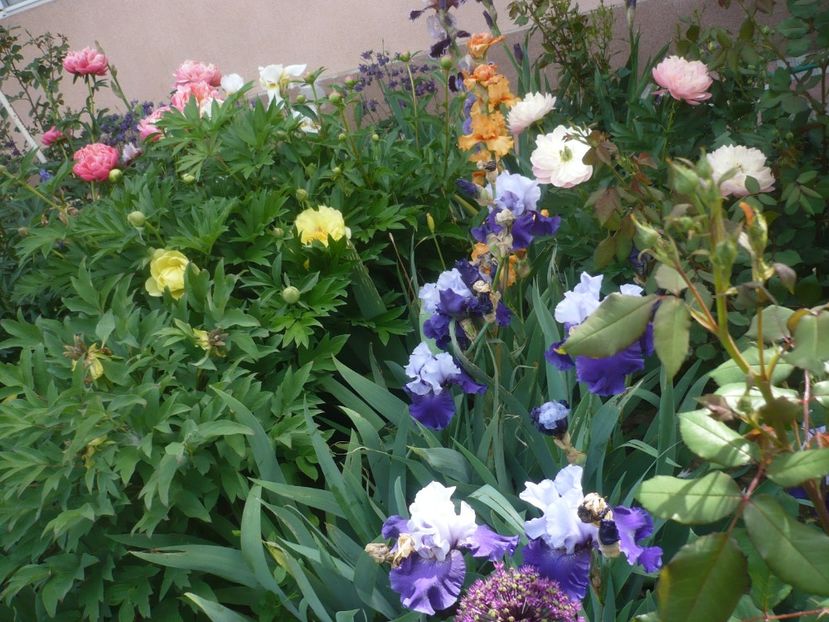 P1430966 - GRADINA 2020