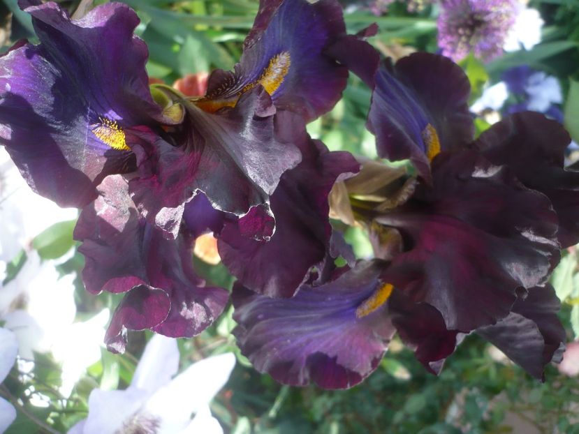 P1430967 - GRADINA 2020