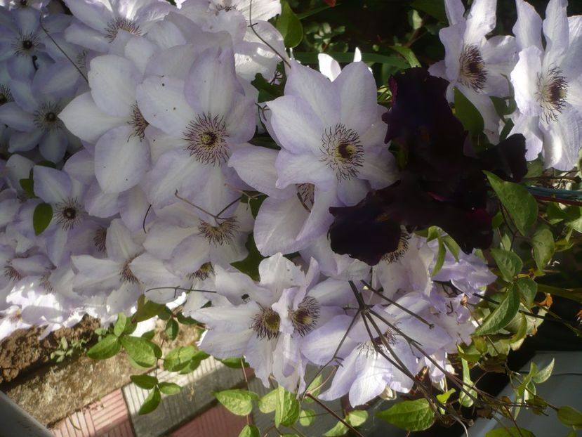 P1430968 - GRADINA 2020