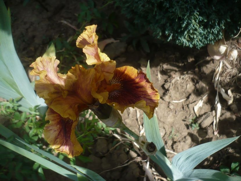 P1430970 - GRADINA 2020