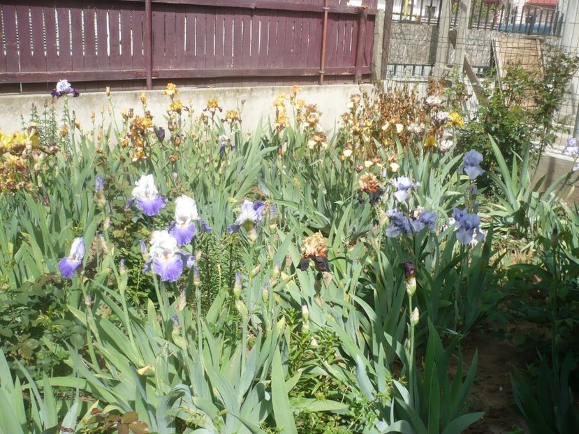 P1430972 - GRADINA 2020