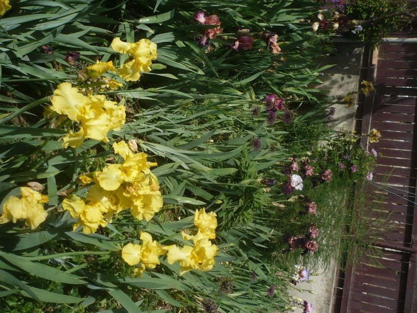 P1430973 - GRADINA 2020