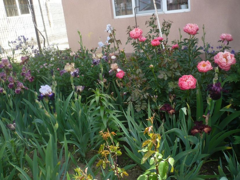 P1430974 - GRADINA 2020