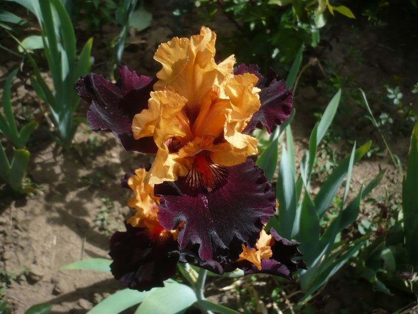 P1430975 - GRADINA 2020