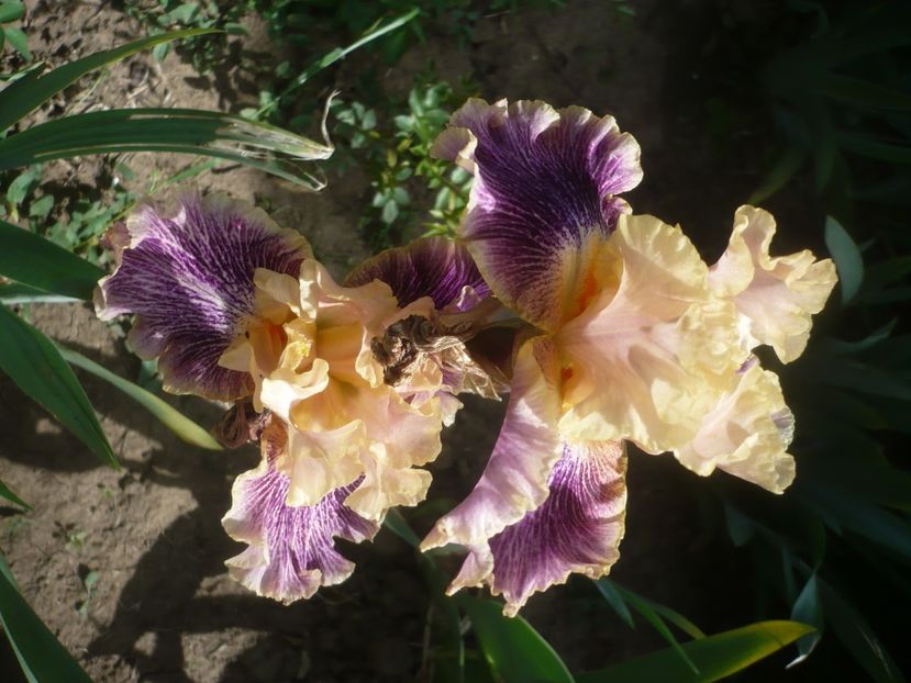 P1430976 - GRADINA 2020