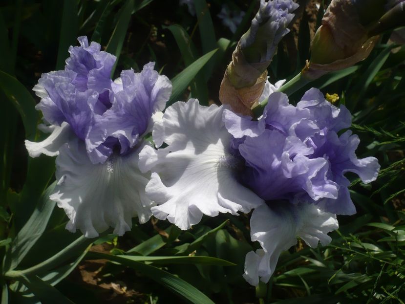 P1430978 - GRADINA 2020