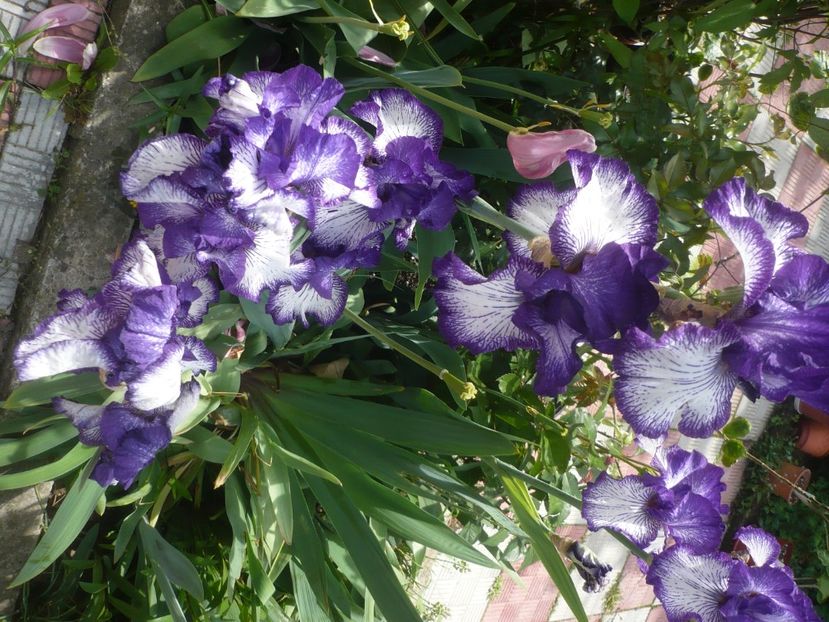 P1430979 - GRADINA 2020