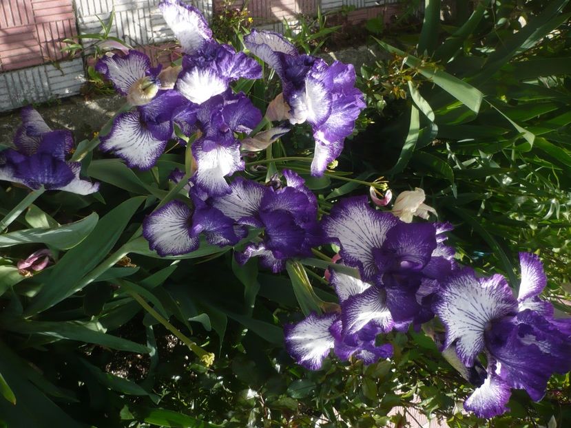 P1430980 - GRADINA 2020