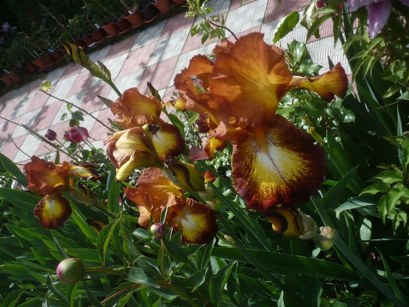 P1430981 - GRADINA 2020