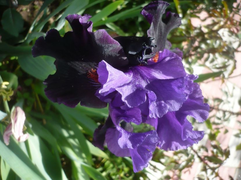 P1430984 - GRADINA 2020