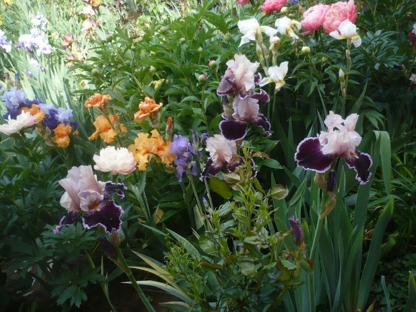 P1430985 - GRADINA 2020