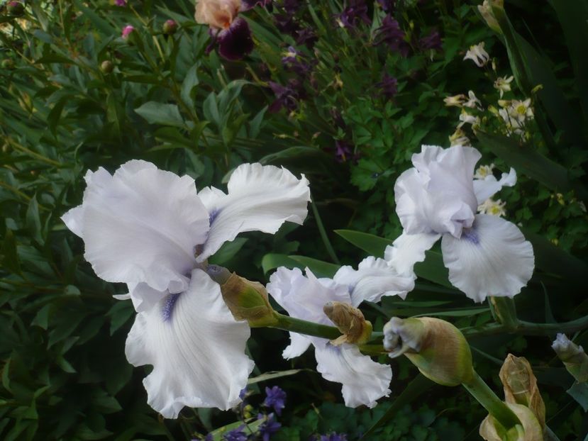 P1430988 - GRADINA 2020