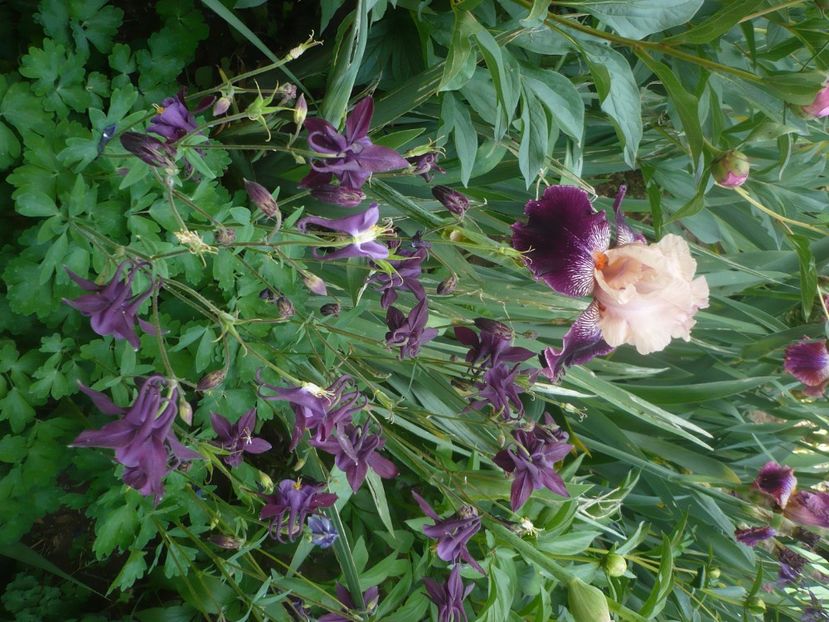 P1430990 - GRADINA 2020