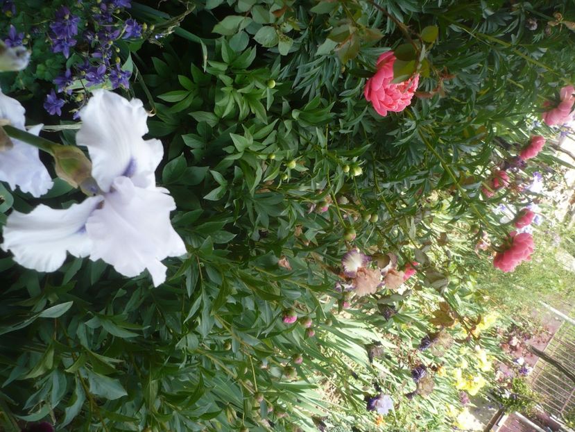 P1430991 - GRADINA 2020