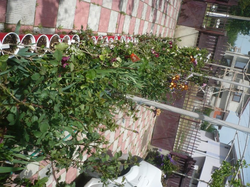 P1430992 - GRADINA 2020