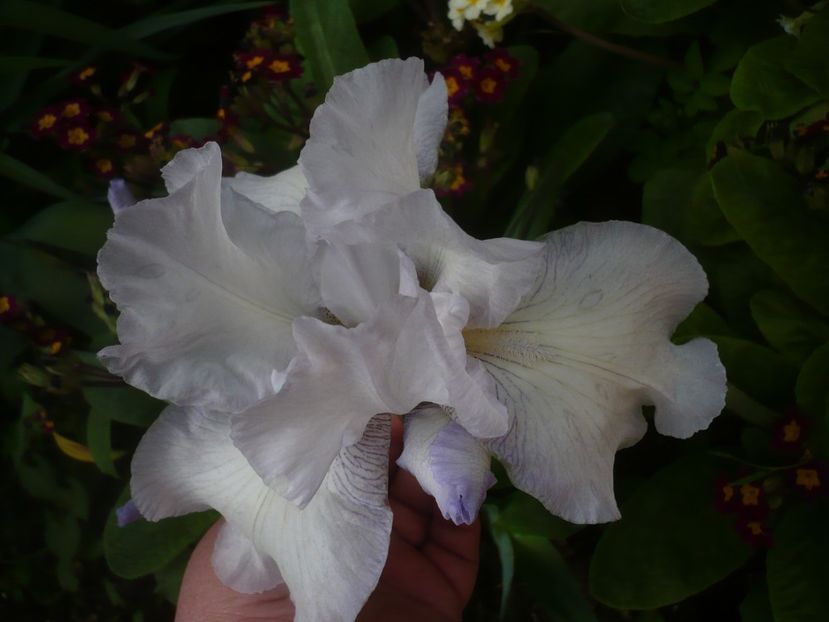 P1430993 - GRADINA 2020