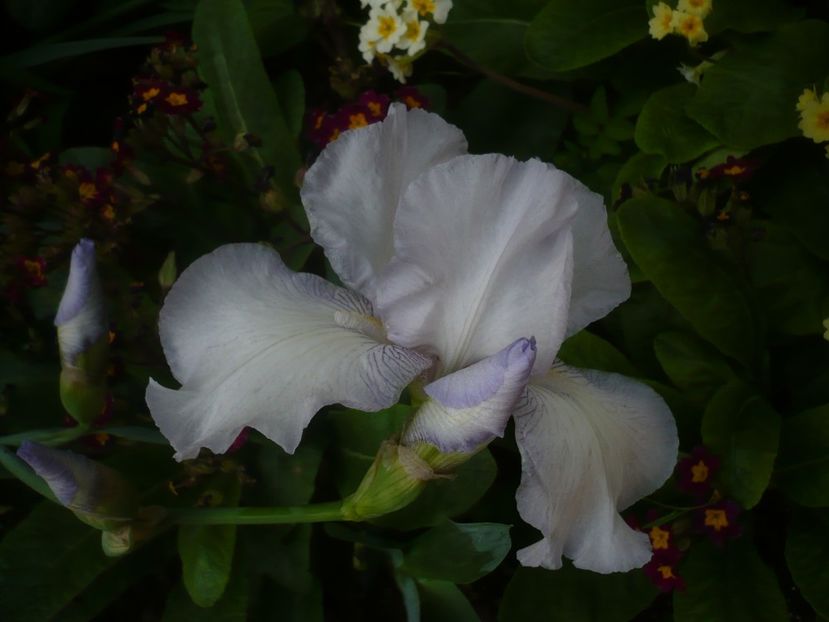 P1430994 - GRADINA 2020