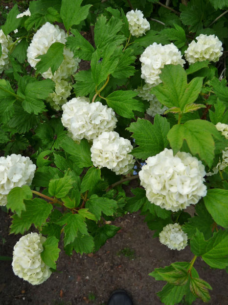  - 2020 - 01 - Primavara