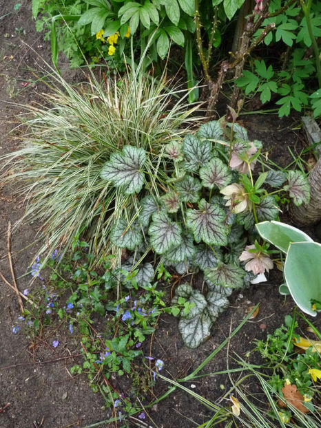  - 2020 - 01 - Primavara