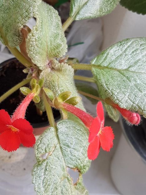 thumbnail - 2020-05-02T231335.502 - EPISCIA 2020