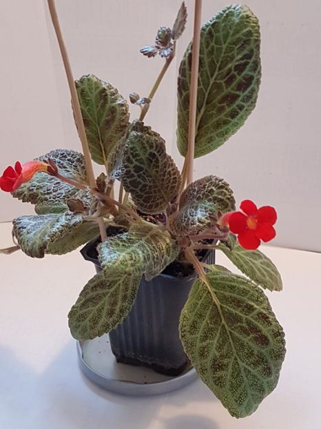 thumbnail (62) - EPISCIA 2020