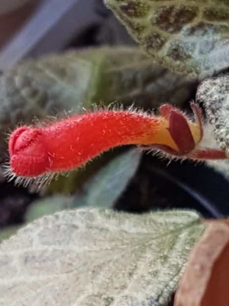 thumbnail (53) - EPISCIA 2020