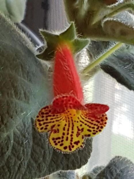 Bogotensis - KOHLERIA 2020