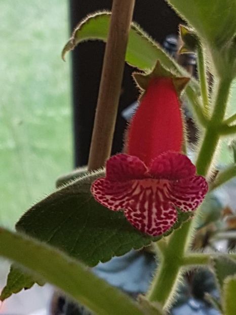 Lady in Red - KOHLERIA 2020