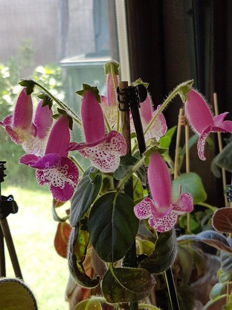 Marta - KOHLERIA 2020