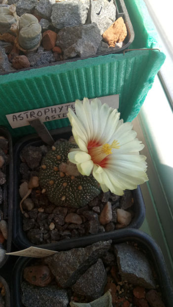 12.05.2020 - Astrophytum asterias