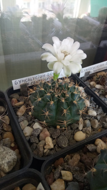 12.05.2020 - Gymnocalycium damsii v centrispinum